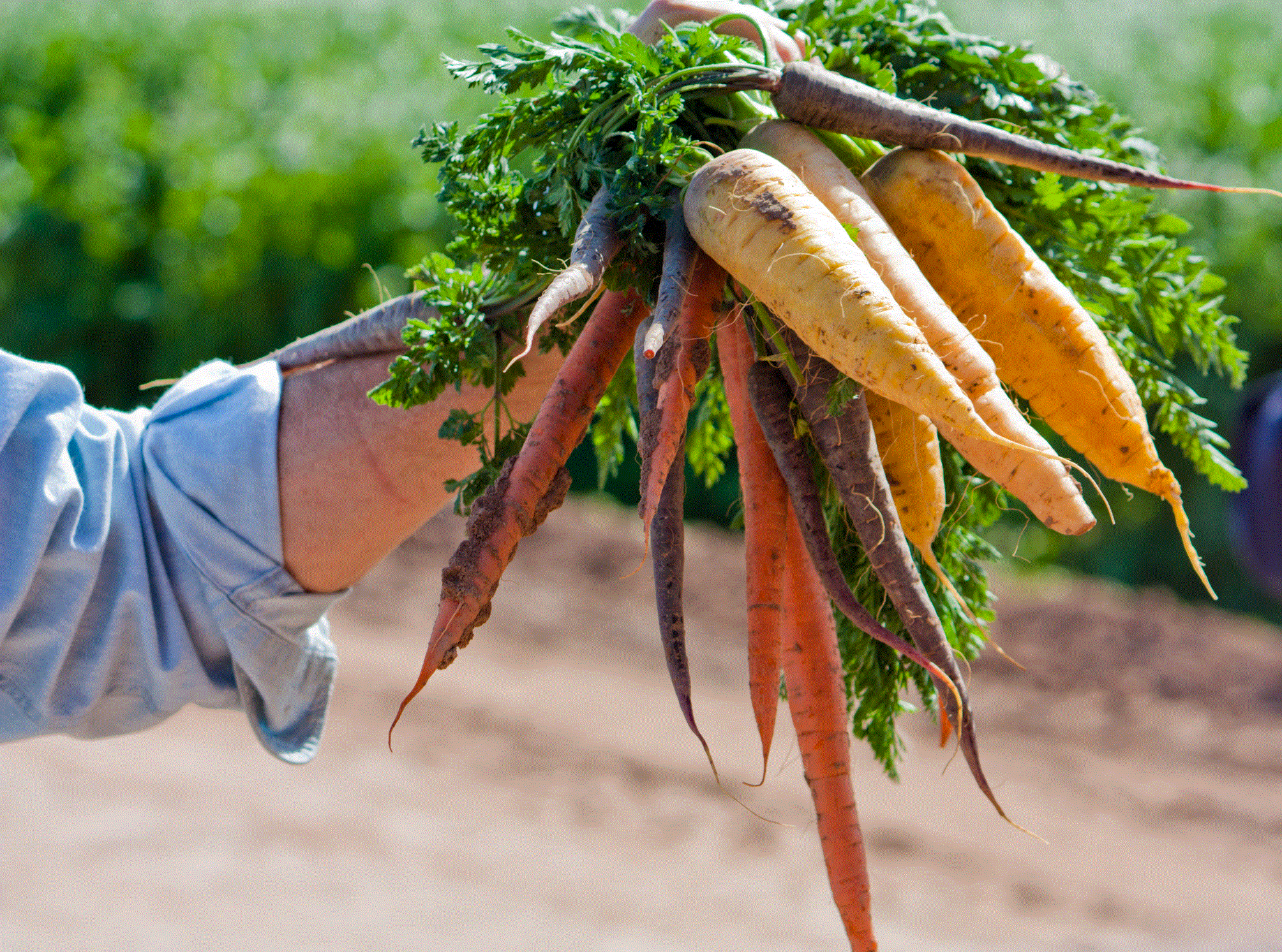 Découvrez un arc-en-ciel de carottes